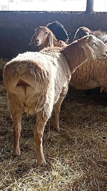 кой сойобуз: Продаю | Овца (самка) | Арашан | Для разведения | Осеменитель, Ярка — 8