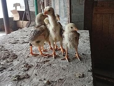 сиамская ориентальная кошка: Продаю | Куры | Бойцовая | Для разведения — 5