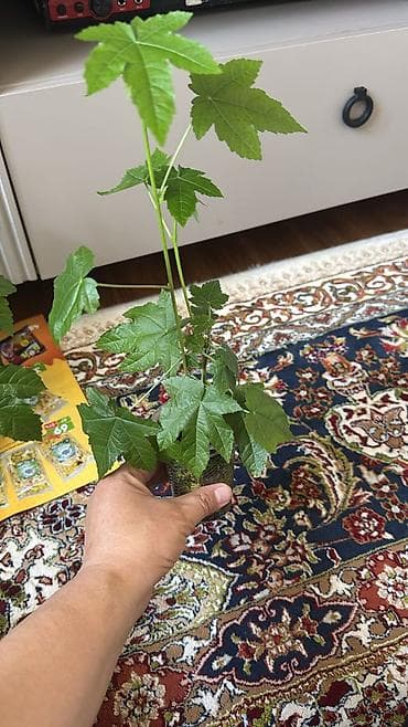 комнатные растения бишкек: Комнатные растения в горшках и укоренённые черенки. В набор входят: - — 5