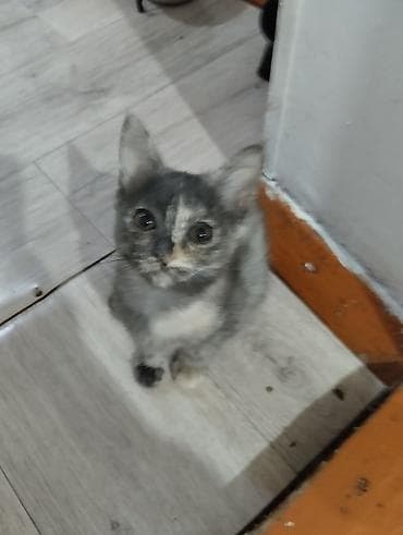 d cat: Отдам в очень добрые руки. Котята спасённые. ждут своих любящих — 2