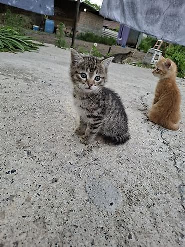 Отдаём котят в хорошие руки - Возраст 2 месяца. - Активные