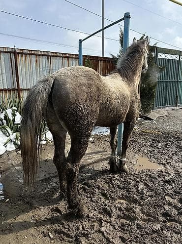 маленький алабай: Продаю | Конь (самец) | Кара Жорго | На забой, Для разведения | Племенные — 2