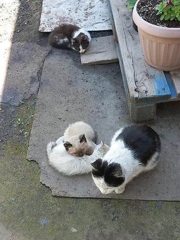 кошки коты котята: Девочка — 1