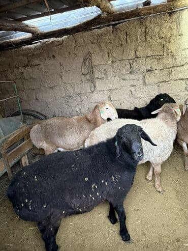 сельскохозяйственные животные продажа: Продаю | Баран (самец) | На забой | Матка — 1