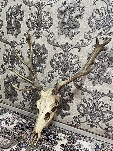 декор камни: Череп благородного оленя с рогами - Натуральный трофей: высушенный — 1