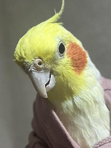бездомные кошки: 🦜 Продаются кореллы с клеткой Белый мальчик и серая девочка. Очень — 2