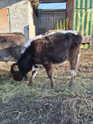 сколько стоит порода собаки доберман: Продаю | Музоо, торпок | На откорм — 7