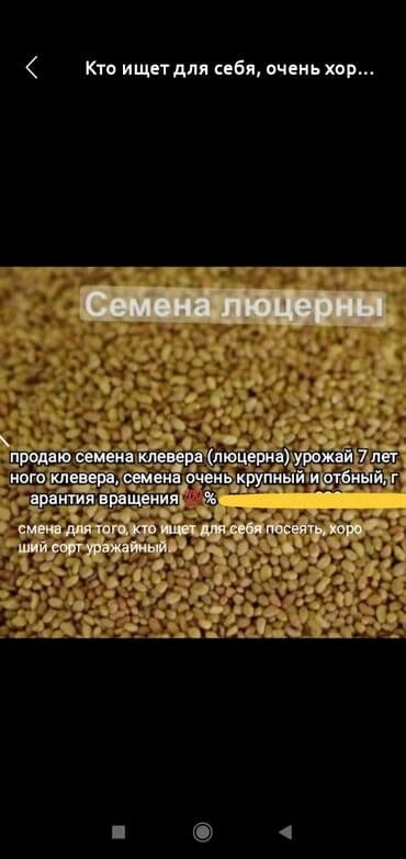 книжные шкафы ош: Семена кормовых растений: Люцерна — 1