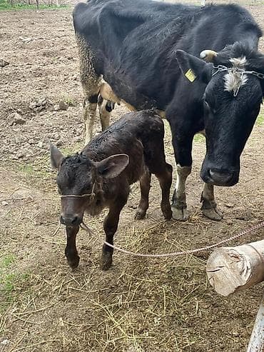 собаки бишкек: Продаю | Корова (самка) | Для разведения | После отела — 2
