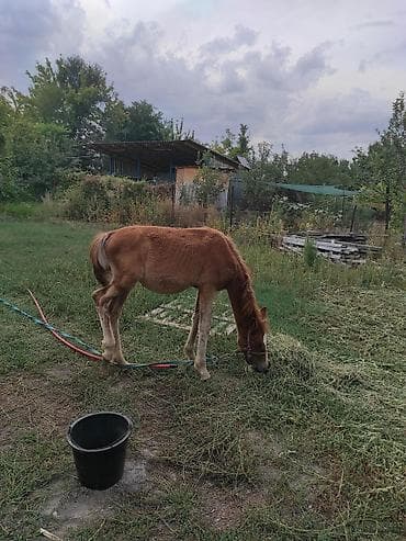 кара бука: Продаю | Жеребенок | Для разведения — 1