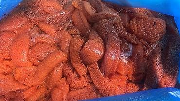 Декор и интерьер: Икра форели скупаю звоните по ватсап пишите — 1