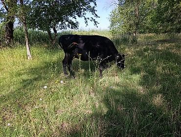 стельные коровы: Продаю | Корова (самка) | На откорм — 3