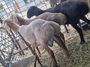 кой афган: Продаю | Баран (самец) | Арашан — 1