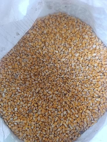 Кукуруза фуражная (зерно)Есть около 5тоннзаваренная в мешки. -