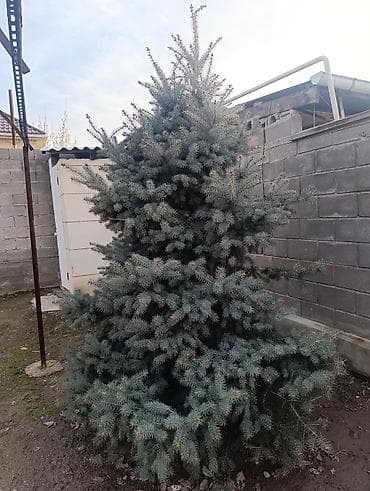 елки новогодние купить: Ёлка 3 метра — 2