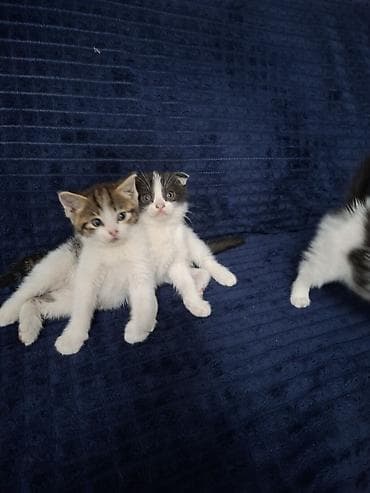 кошеи: Котята с короткими ушами (складчатого типа), помет из нескольких — 6