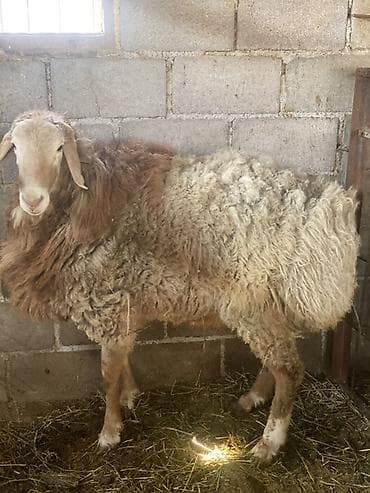 Другие животные: Продаю | Баран (самец) | На забой, Для разведения — 3