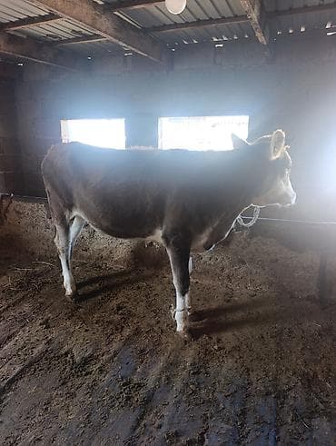 Продаю | Тёлка | Для разведения | Нетель