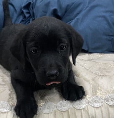 щенок боксера: Лабрадор-ретривер, 2 месяца, Самец, С прививкой — 1