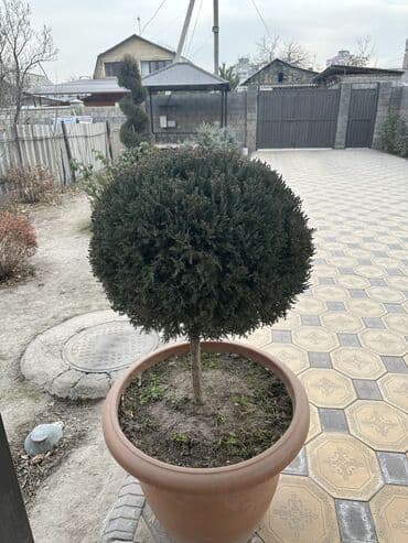 кухонный гарнитур бу: БОЛЬШОЙ ГОЛУБОЙ МОЖЖЕВЕЛЬНИК, ОСОБЫЙ СОРТ, ТАКИХ МАЛО. ОЧЕНЬ КРАСИВЫЙ! — 1