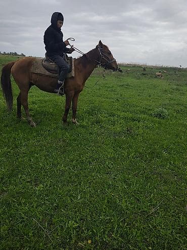 мышык сатам: Сатам | Жылкы (эркек) | Жумушка — 2