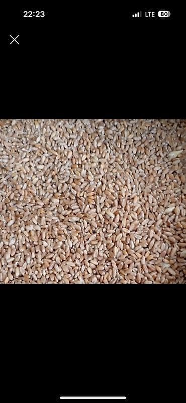 оптом продукта: Пшеница (зерно) - Крупное очищенное зерно, однородная фракция - — 1
