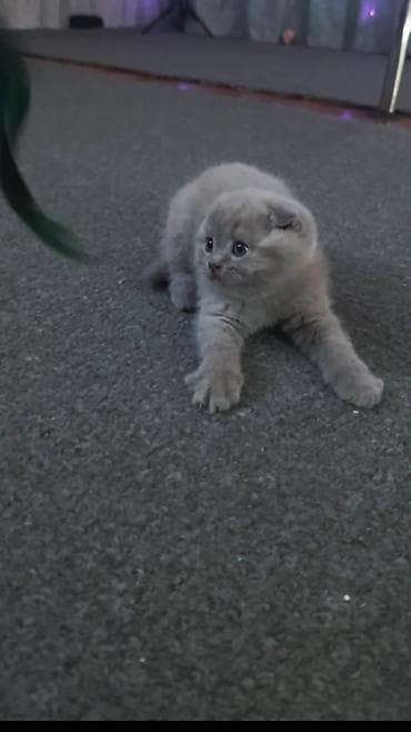котята сиамской кошки: Шотландский вислоухий котёнок (Scottish Fold), окраса голубой/серый — 2