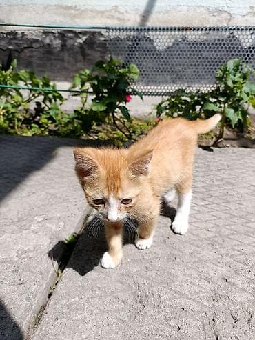 Животные: Отдам котят в добрые руки. 3 девочки 1 мальчик — 3