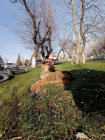 продажа щенков немецкой овчарки в бишкеке с документами: Щенок, метис средних пород - Возраст: примерно 2–3 месяца - Окрас — 1