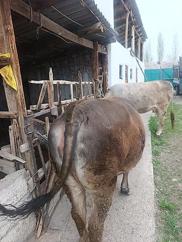 С/х животные и товары: Продаю | Корова (самка) | Для молока — 2