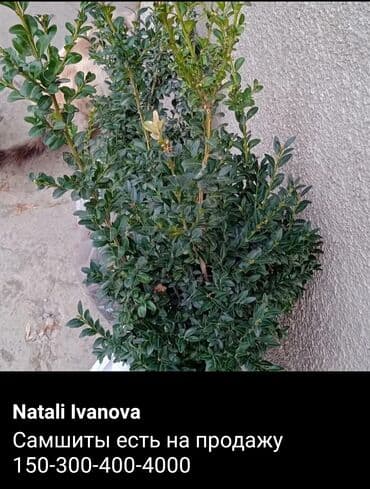 продажа рассады: Предлагается саженец кустарника с развитой корневой системой, готовый — 3