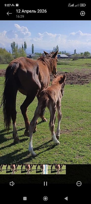 сколько стоит маленький жеребёнок: Продаю | Кобыла (самка) | Рабочий — 1