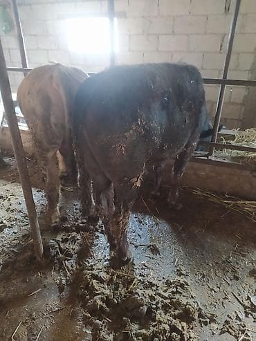 С/х животные и товары: Продаю | Бык (самец) | На откорм | Привязанные — 4