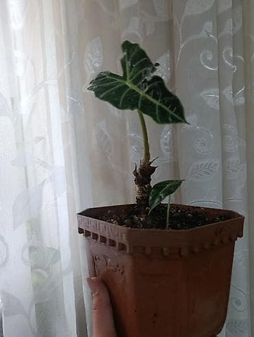 Монстерлер: Комнатные растения в горшках (несколько видов) 1) Аглаонема — 10