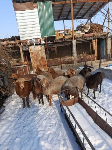 Услуги ветеринара: Продаю | Овца (самка) | Для разведения | Матка — 2