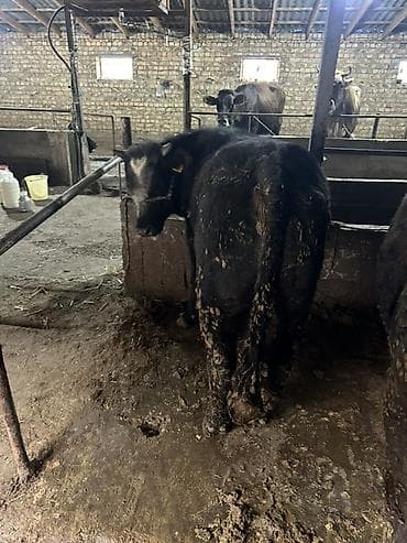 шпиц черный цена: Продаю | Бык (самец) | На откорм | Привязанные — 5