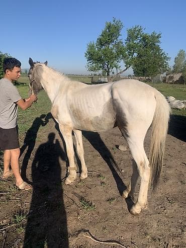 заказ делфин: Продаю | Жеребенок | Рабочий — 2