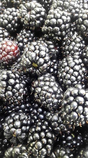 стеклозавод: Саженцы ежевики Честер !! Крупная вкусная урожайная ежевика. БЕЗ — 1