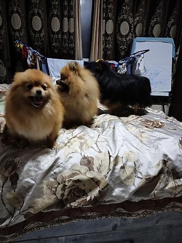 собака продам: Шпиц, 2 года, Самец — 2