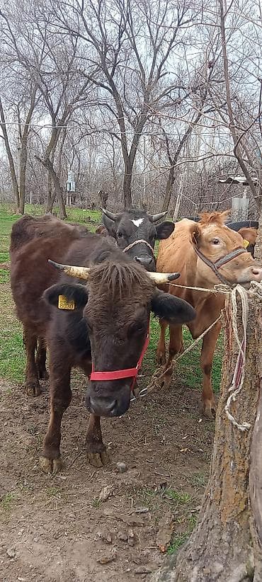 продать лошадь: Продаю | Тёлка | Для разведения | Привязанные — 1