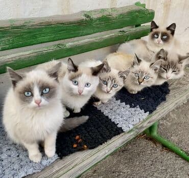 шиншилла британская кошка цена: Отдам в ОЧЕНЬ добрые руки котят невероятной красоты! Находятся в — 4