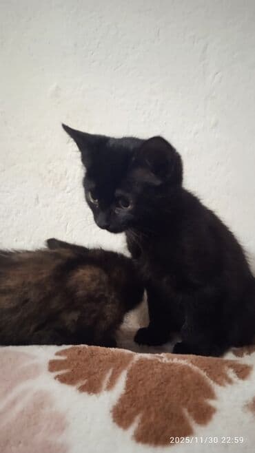 хочу купить кошку: Котята в добрые и ответственые руки. Кушают все и китекет тоже. Кашку — 8