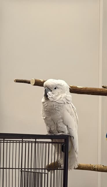 седоголовый щегол: Белый какаду (альба)говорящий Особенности: - Эффектный белый окрас — 1