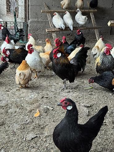 яица для инкубации: Продаю | Куры, Петух — 1