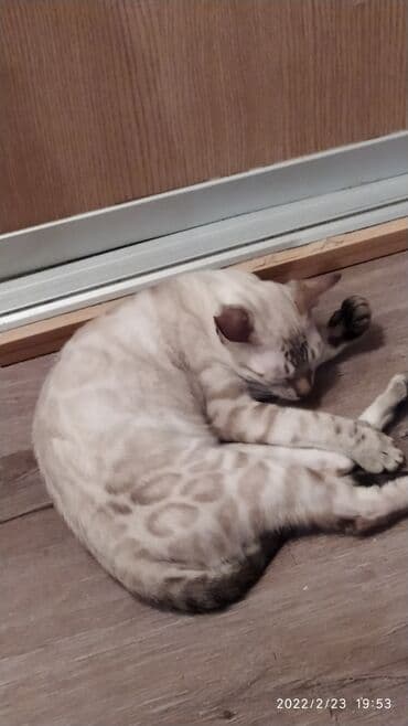 очень нужны: Друзья .Питомник бен гла мур с любовью предлагает вам котят — 13