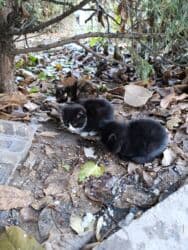 мышы: Котята!БЕСПЛАТНО! Самовывоз — 1