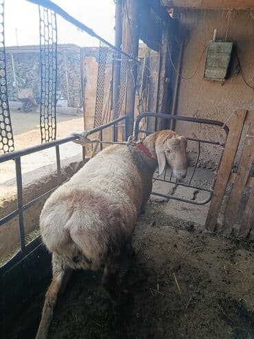 курой: Продаю | Баран (самец) | Арашан | Для разведения | Племенные — 6