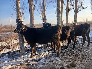 тоок сатуу: Сатам | Кунаажын | Алатоолук | Көбөйтүү үчүн | Асыл тукумдуу — 2