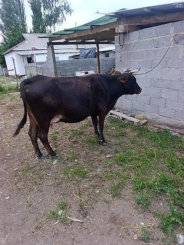 алабай в добрые руки: Продаю | Корова (самка) | Для молока | Привязанные — 4