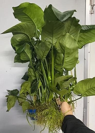 купить корягу в аквариум: Крупный куст Anubias barteri (анубиас Бартери) для аквариума. - — 1